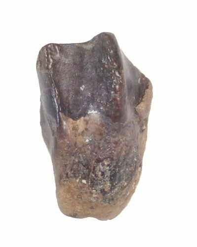 Triceratops Shed Tooth - Montana #41287